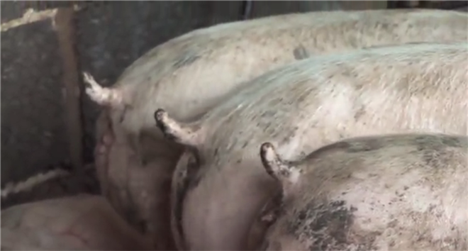動物尸體破碎機_動物整體破碎機_死牛/死豬破碎機
